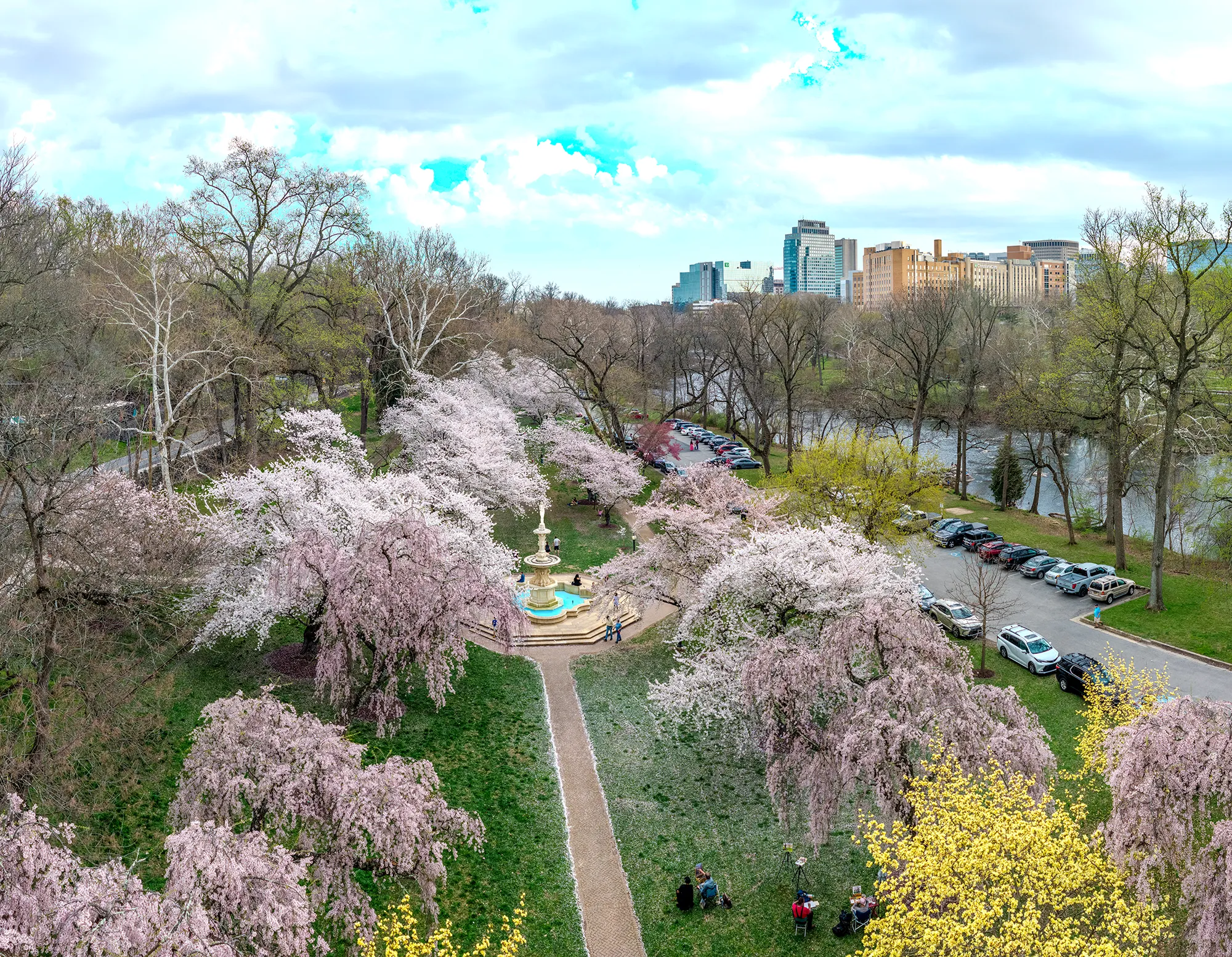 Aerial drone photograph of weeping cherry blossom trees in peak bloom surrounding a classical stone fountain, with a city skyline visible in the background